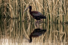 White-faced-Ibis-8501233