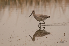 Willet-Tringa-semipalmata-8502171