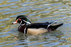 Wood-Duck-Drake-3