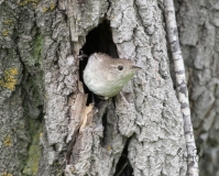 Wren-in-Nest-3