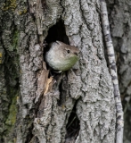 Wren-in-Nest
