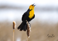 Yellow-Headed-Blackbird-Calling-Paint-effect