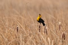Yellow-headed-Blackbird-Xanthocephalus-8502358