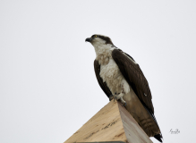 d8509845-Perching-Osprey-in-Fishcreek-Park