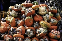2019_8500380-_Sultan-Turban-Squash