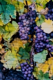 Grapes-Netted-for-IceWine-Harvest-8500465