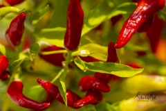 Red-Peppers-on-plant