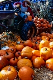 Squash-display-8500463_