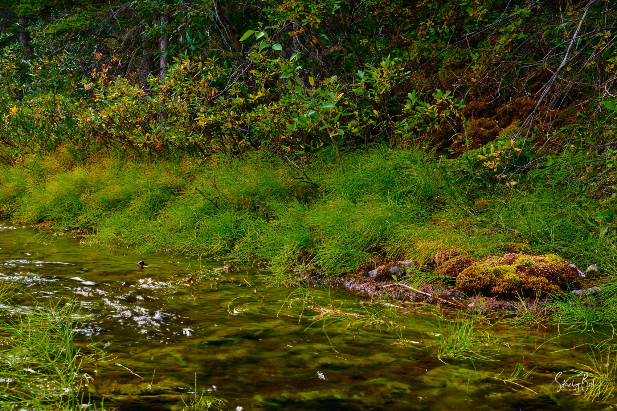 8507510-Stream-with-moss-covered-rock-on-the-Smith-Dorian-Trail_