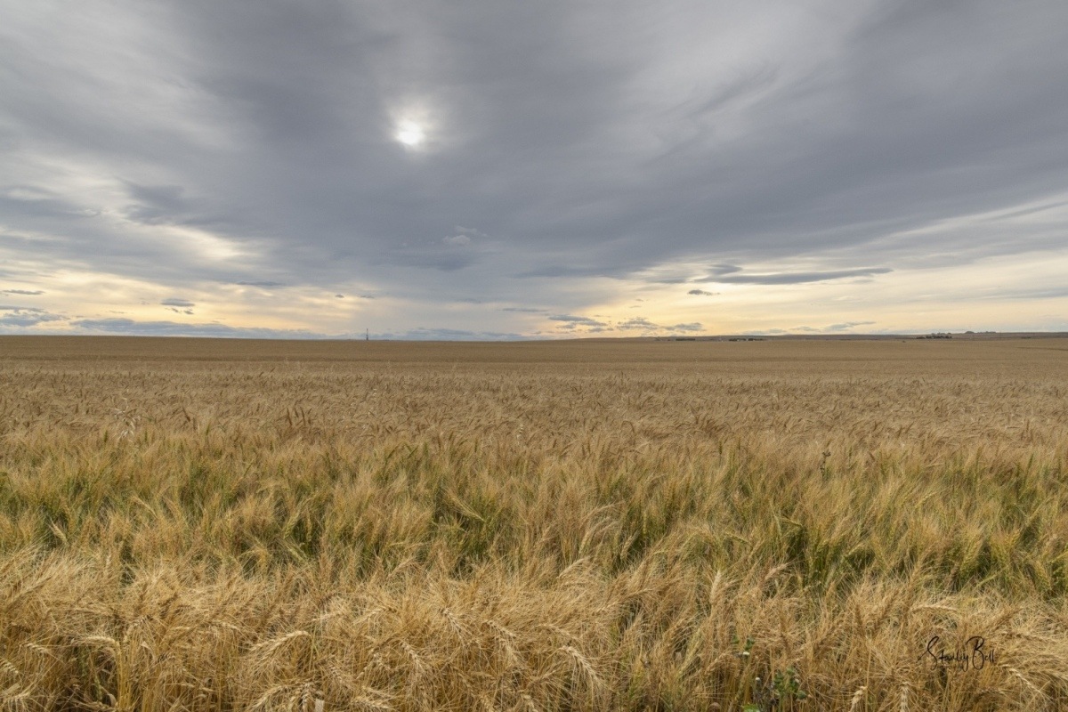 D8505403-Wheat-field-near-Rowley-Alberta
