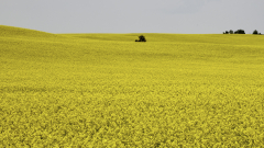 8501042-Tree-in-a-canola-field
