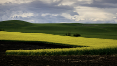 8501047-Farm-fields-East-Central-Alberta