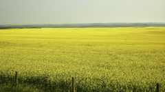 8501083-Canola-filed-in-East-Central-Alberta