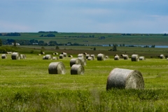 Bales-in-field-east-of-Langdon