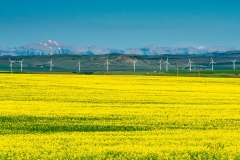 D757831-Canola-Field-near-Pincher-Creek-Alberta