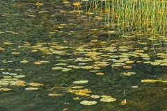 D850180-Lilly-Pads-Anglin-Lake-Saskatchewan-1