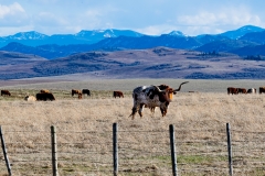 D8503082-Alberta-Cattle-Country