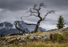 D8505562-Burmis-Tree-Crowsnest-Pass-Alberta