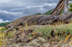 D8505567-Burmis-Tree-Crowsnest-Pass-Alberta