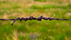 D8506520-Twisted