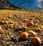 Pumpkin-Field-8500382