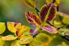 Autumn-Leaves-in-early-morning-5