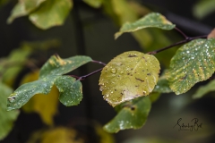 Autumn-Leaves-in-early-morning-2