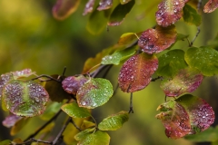 Autumn-Leaves-in-early-morning-3