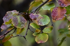 Autumn-Leaves-in-early-morning-4