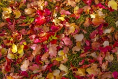 Autumn-Leaves-on-Lawn_