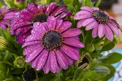 Cineraria-85014717