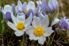 D85003430-Crocus-Flower-in-Fishcreek-Park