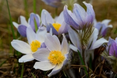 D85003437-Crocus-Flower-in-Fishcreek-Park
