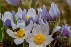 D8503431-Crocus-Flower-with-honey-bee-Calgary-Alberta