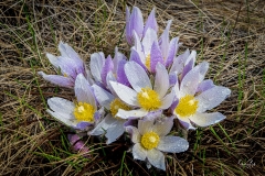 D8503584-Crocus-flowers