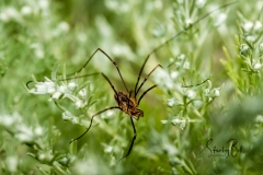 Daddy-Long-Legs