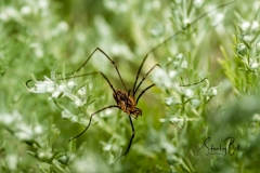 Daddy-Long-Legs