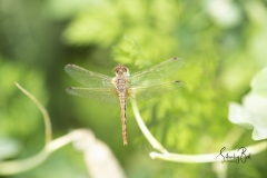 Dragonfly-5