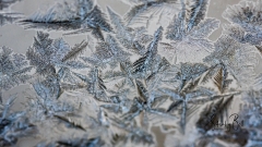 Frost-Crystals-2