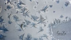 Frost-Crystals-3