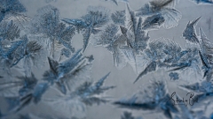 Frost-Crystals-4
