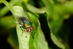 Housefly-Macro-3