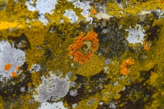 Lichen-on-Tombstone