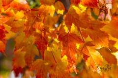 Manitoba-Maple-Leaves-in-Autumn-Glory