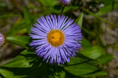 Flower (Bellis perennis) Common daisy along Highway 40