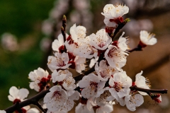 Peach-blosoms-8500464