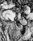 Poplar-bark-8500123-fs-bw