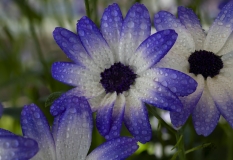 Purple-and-white