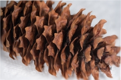 Spruce-Cone-Macro