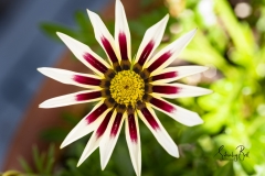 White-Ox-Eye Daisy